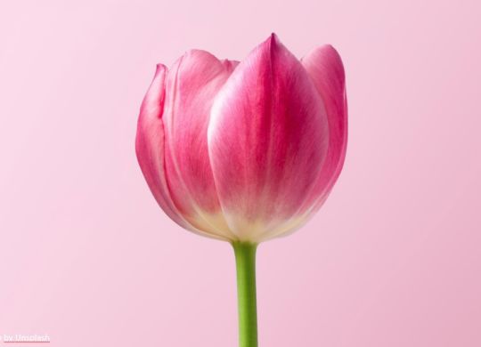 Tulpe zum Frauentag Die Physiotherapie Bautzen